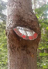 Fichte an Waldweg bei Amlach / Lienz (Osttirol)